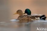 Mallard