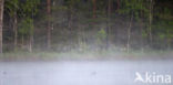 Green-winged Teal (Anas crecca)