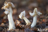 Witte kluifzwam (Helvella crispa)