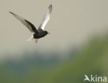 White-winged Tern (Chlidonias leucopterus)