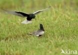 White-winged Tern (Chlidonias leucopterus)