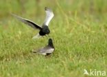 White-winged Tern (Chlidonias leucopterus)