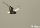 White-winged Tern (Chlidonias leucopterus)