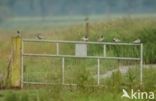 Whiskered Tern (Chlidonias hybridus)