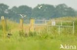 Whiskered Tern (Chlidonias hybridus)