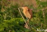 Little Bittern (Ixobrychus minutus)