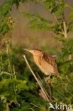 Little Bittern (Ixobrychus minutus)