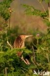 Little Bittern (Ixobrychus minutus)