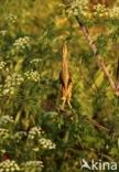 Little Bittern (Ixobrychus minutus)