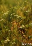 Little Bittern (Ixobrychus minutus)