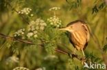 Little Bittern (Ixobrychus minutus)