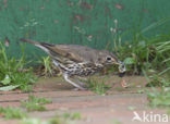 Song Thrush (Turdus philomelos)