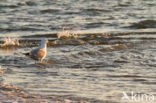 Zilvermeeuw (Larus argentatus)