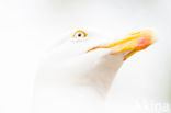 Zilvermeeuw (Larus argentatus)