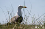 Zilvermeeuw (Larus argentatus)