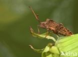 squashbug (Coreus marginatus)