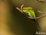 Swallow-tailed Bee-eater (Merops hirundineus)