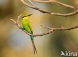 Swallow-tailed Bee-eater (Merops hirundineus)