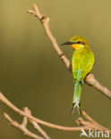 Swallow-tailed Bee-eater (Merops hirundineus)