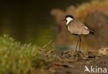 Zwartbandbaardvogel (Lybius dubius)