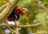 Bearded Barbet (Lybius dubius)