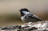 Zwarte Mees (Parus ater)