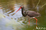 Zwarte Ooievaar (Ciconia nigra)