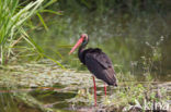 Zwarte Ooievaar (Ciconia nigra)