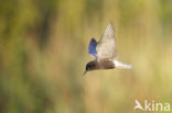 Black Tern (Chlidonias niger)