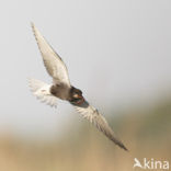 Black Tern (Chlidonias niger)