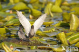 Black Tern (Chlidonias niger)