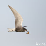 Black Tern (Chlidonias niger)