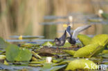 Zwarte Stern (Chlidonias niger)