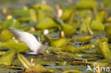 Black Tern (Chlidonias niger)