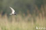 Black Tern (Chlidonias niger)