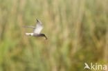 Black Tern (Chlidonias niger)