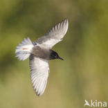 Black Tern (Chlidonias niger)