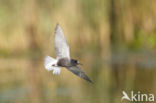 Black Tern (Chlidonias niger)