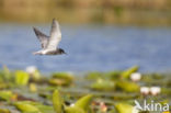 Black Tern (Chlidonias niger)