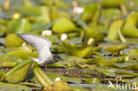 Zwarte Stern (Chlidonias niger)