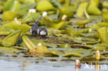 Black Tern (Chlidonias niger)