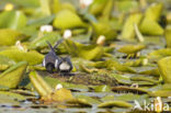 Black Tern (Chlidonias niger)