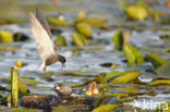 Black Tern (Chlidonias niger)