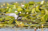 Zwarte Stern (Chlidonias niger)