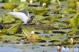 Zwarte Stern (Chlidonias niger)