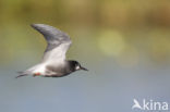 Black Tern (Chlidonias niger)