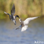 Zwarte Stern (Chlidonias niger)