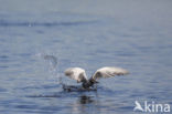 Black Tern (Chlidonias niger)