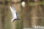 Black Tern (Chlidonias niger)