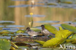 Zwarte Stern (Chlidonias niger)